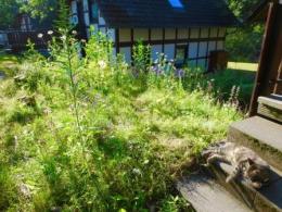 Katzen-Garten