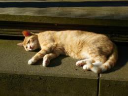 Kater Rossito
